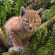 Illustration for article titled Caturday - Lynx lynx Edition